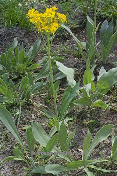 senecio scorzonella 1 graphic